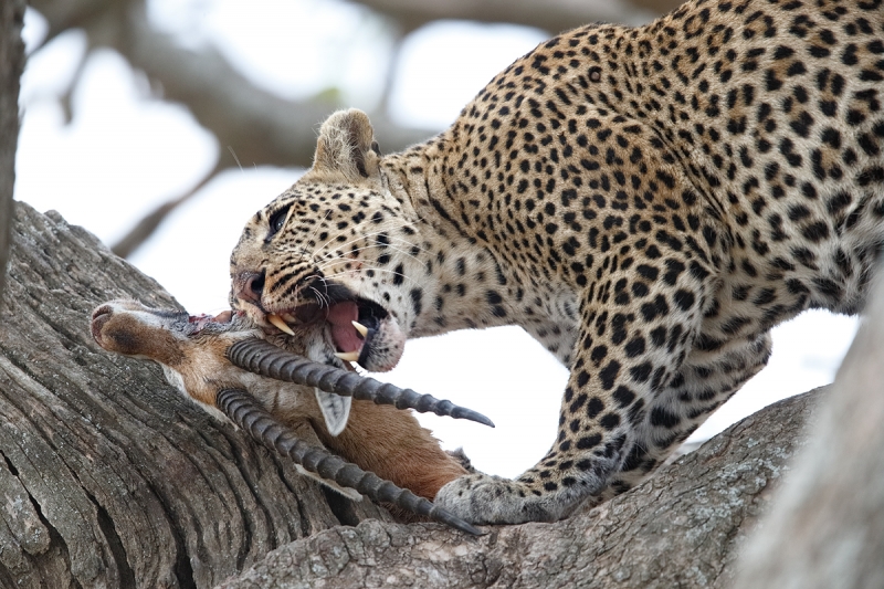 leopard-biting-gazelle-_y7o1716-seronera-serengeti-tanzania