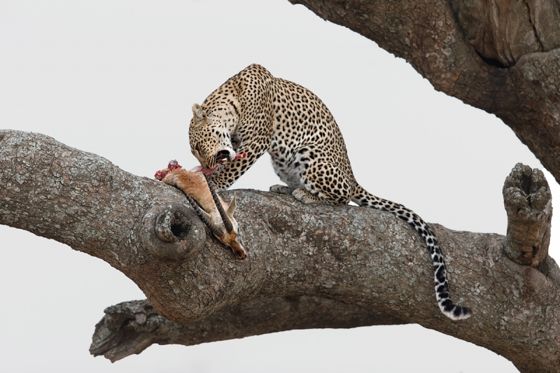 leopard-biting-on-gazelle-darker-sky-_y7o1545-seronera-serengeti-tanzania