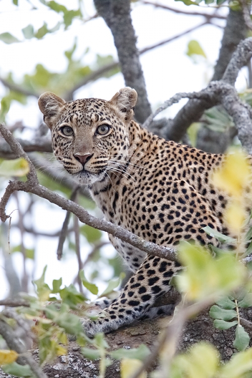 leopard-buried-in-tree-with-prey-_y7o1303-seronera-serengeti-tanzania