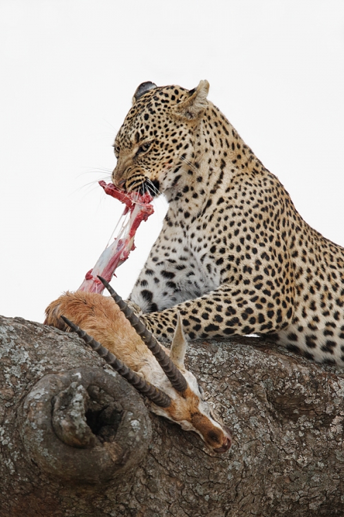 leopard-eating-thompsons-gazelle-_y7o1475-seronera-serengeti-tanzania