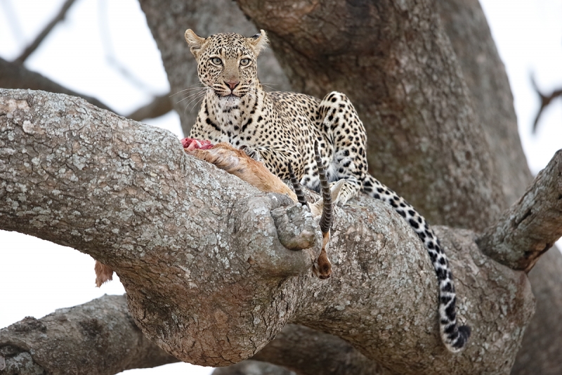 leopard-with-kill-_y7o1350-seronera-serengeti-tanzania