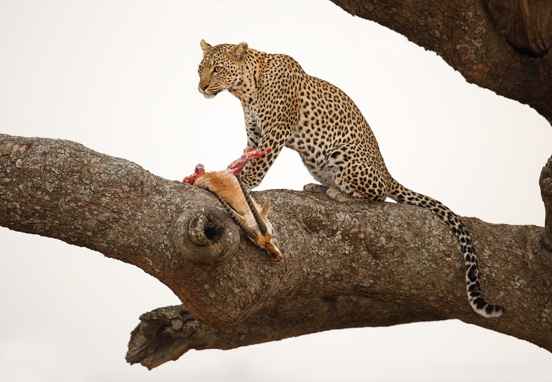 leopard-with-kill-thompsons-gazelle-_y7o1553-seronera-serengeti-tanzania-jpg