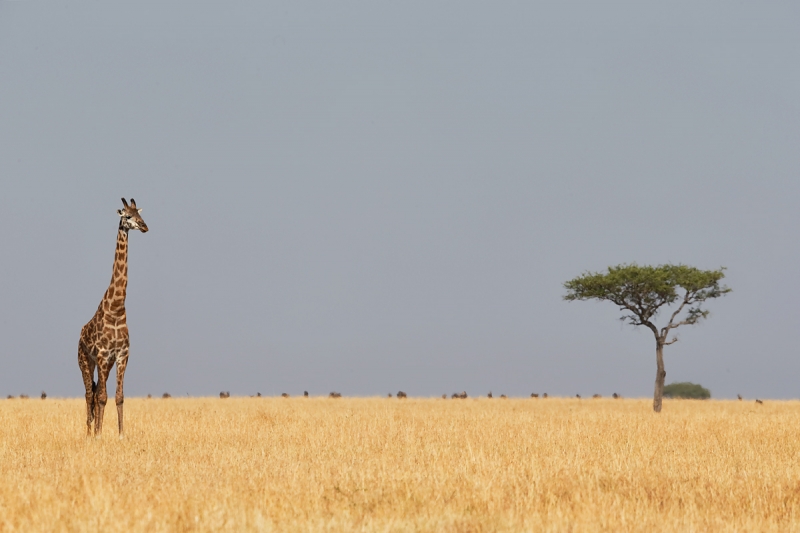 maasai-giraffe-on-plains-with-wildebeest-and-acacia-tree-_y5o5766-mobile-tented-camp-mara-river-serengeti-tanzania-jpg