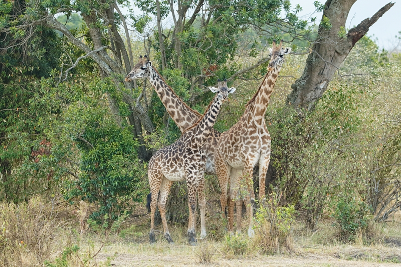 maasai-giraffe-trio-_y5o5919-mobile-tented-camp-mara-river-serengeti-tanzania