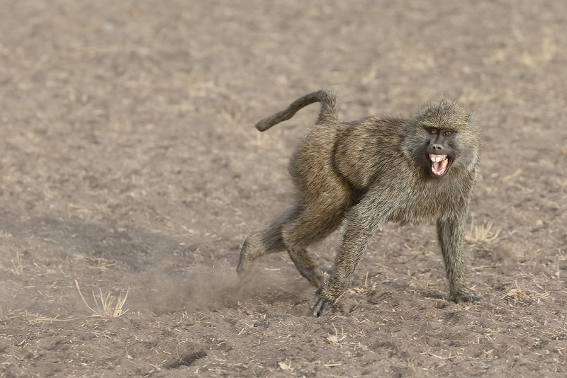 olive-baboon-screaming-_y5o1382-seronera-serengeti-tanzania-jpg