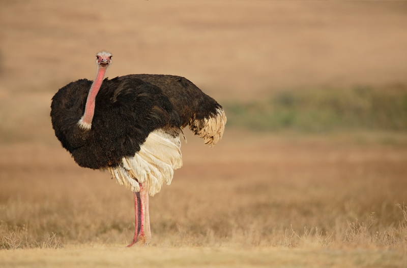 ostrich-male-_y7o7478-ngorongoro-crater-tanzania