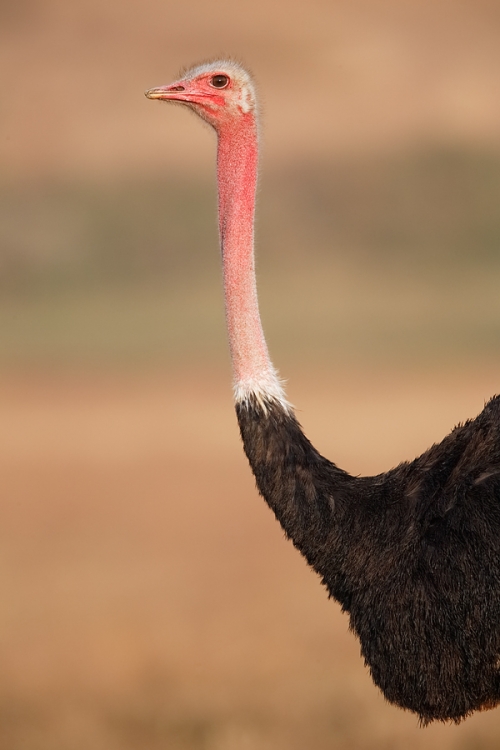 ostrich-male-head-and-neck-portrait-_y5o6743-ngorongoro-crater-tanzania