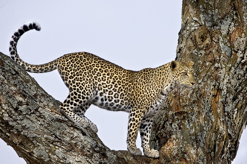 Leopard