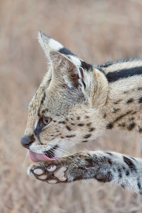 serval-cleaning-paw-_y5o6470-ngorongoro-crater-tanzania
