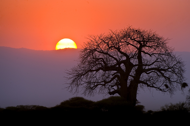 Baobab Tree at Sunset