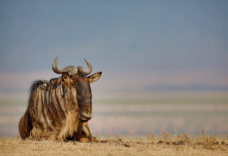 wildebeest-_a1c3260-ngorongoro-crater-tanzania