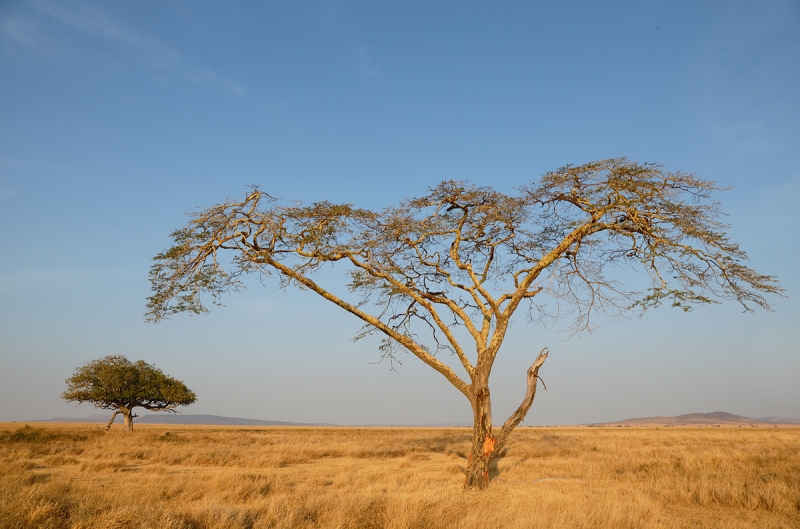 yellow-bark-acacia-tree_y5o6368-seronera-serengeti-tanzania