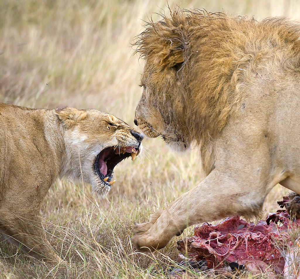 Лев ест живем. Львы дерутся. Животные дерутся. Лев и львица.