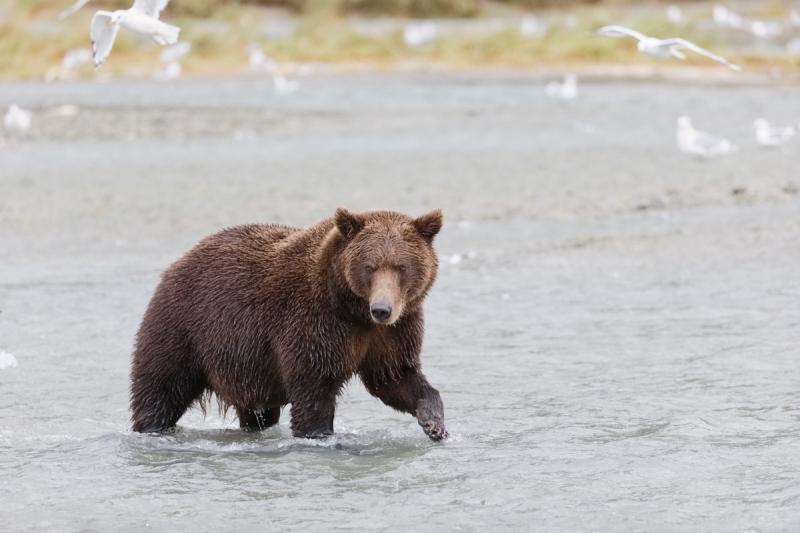 _y7o7918-geographic-harbor-katmai-national-park-ak