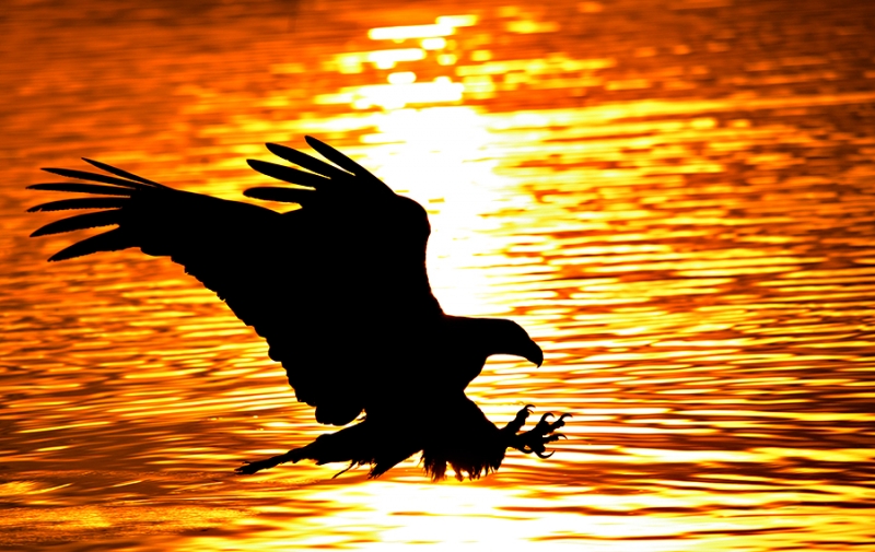 alaska_eagles_ds7_2483m