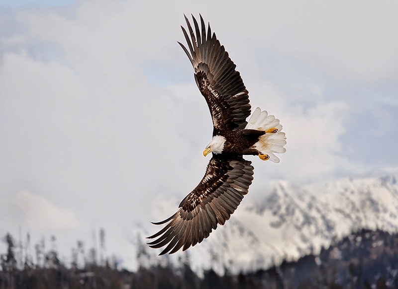 alaska_eagles_ds7_6680v