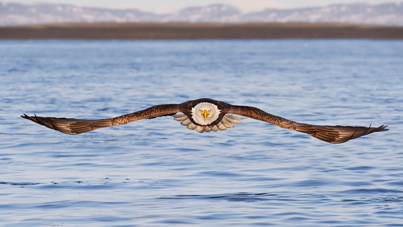 alaska_eagles_ds7_7766nn