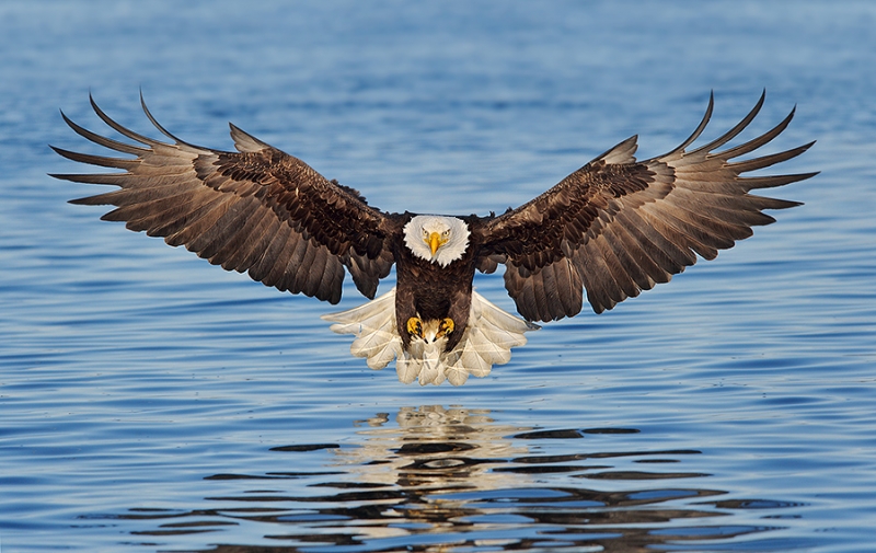 alaska_eagles_ds7_8992a