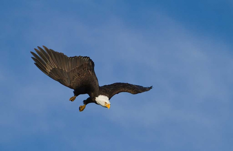 bald-eagle-diving-layers-7d-nik-ce-details-extractor-_mg_0016-homer-ak-copy