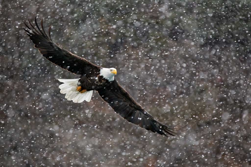 bald-eagle-in-snow-bill-replaced-after-nik-_w3c2001-homer-ak