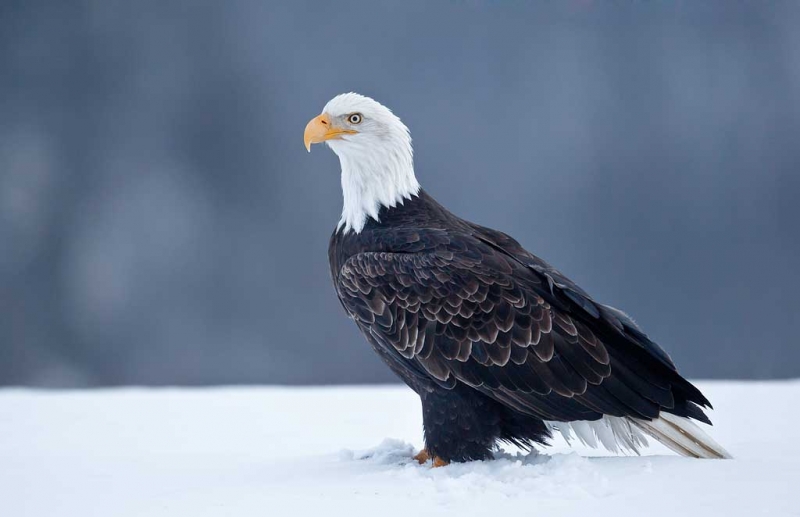 bald-eagle-on-snow-distant-spruce-bkr-_y9c7336-homer-ak