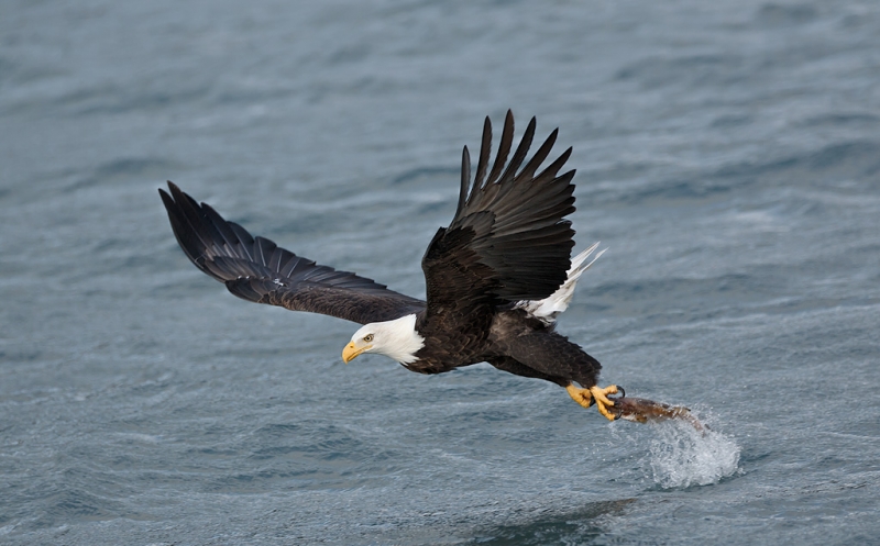 bald-eagle-striking-fish-bpn-_w3c2379-homer-ak