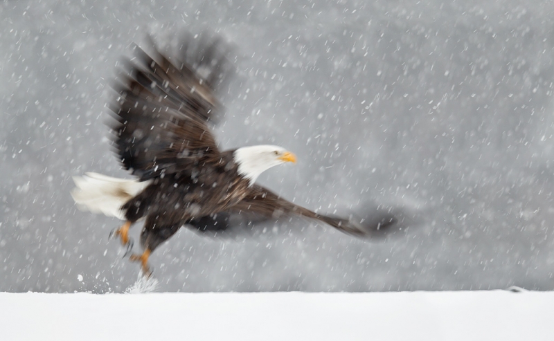 bald-eagle-take-off-blur-in-snow-bpn-_y9c7047-homer-ak