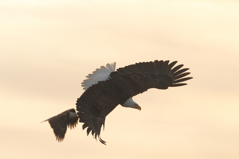 bald-eagle-turning-to-dive-dpp-conversion-_y9c6822-near-homer-ak