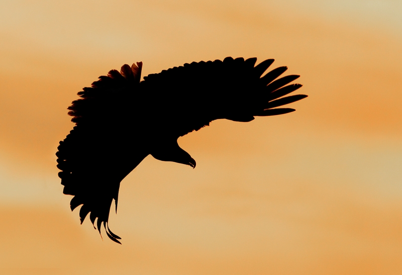 bald-eagle-turning-to-dive-impr-_y9c6822-near-homer-ak