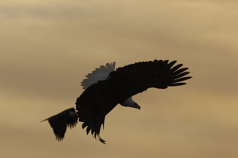 bald-eagle-turning-to-dive-orig-_y9c6822-near-homer-ak