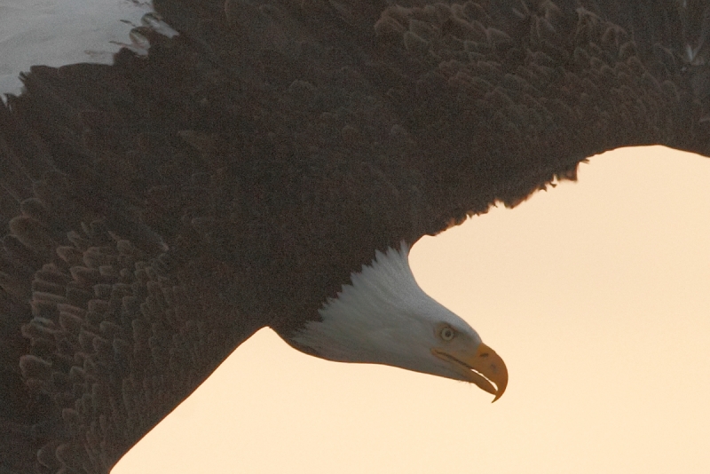 bald-eagle-turning-to-dive100-percent-crop-_y9c6822-near-homer-ak