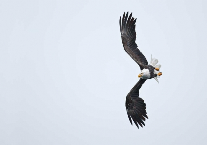 bald-eagle-white-sky-_w3c0683-homer-ak