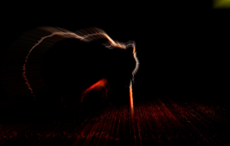 brown-bear-blacklit-radial-blur-with-gnats-iso-640-_10j0284-kukak-bay-katmai-national-park-ak