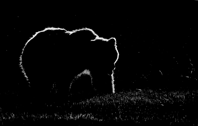 brown-bear-blacklit-silver-efex-pro-soft-skin-with-gnats-iso-640-_10j0284-kukak-bay-katmai-national-park-ak