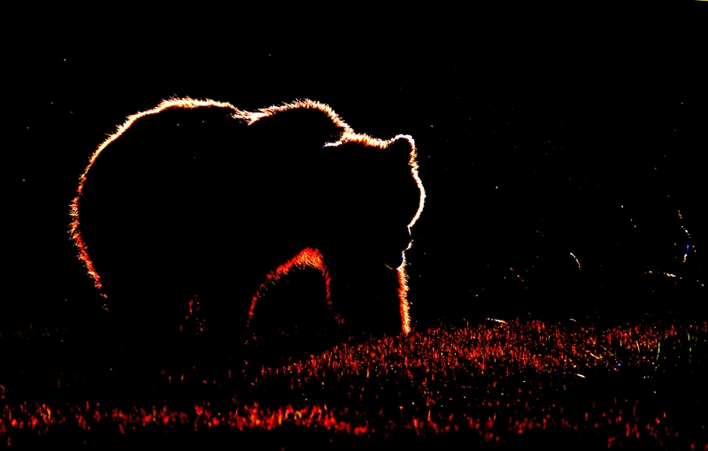 brown-bear-blacklit-with-gnats-iso-640-_10j0284-kukak-bay-katmai-national-park-ak_0