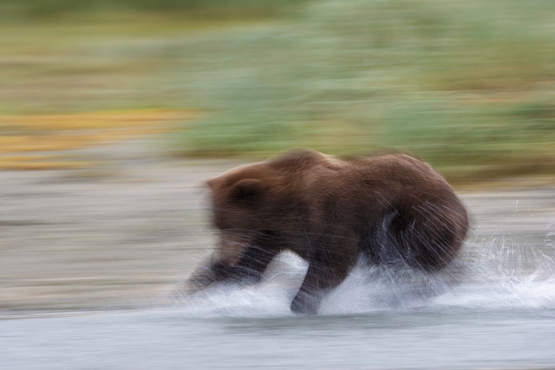 brown-bear-chasing-fish-1-8-second-_y7o8454-geographic-harbor-katmai-national-park-ak