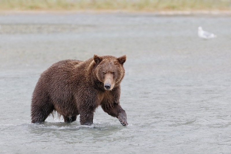 brown-bear-fishing-_y7o7918-geographic-harbor-katmai-national-park-ak