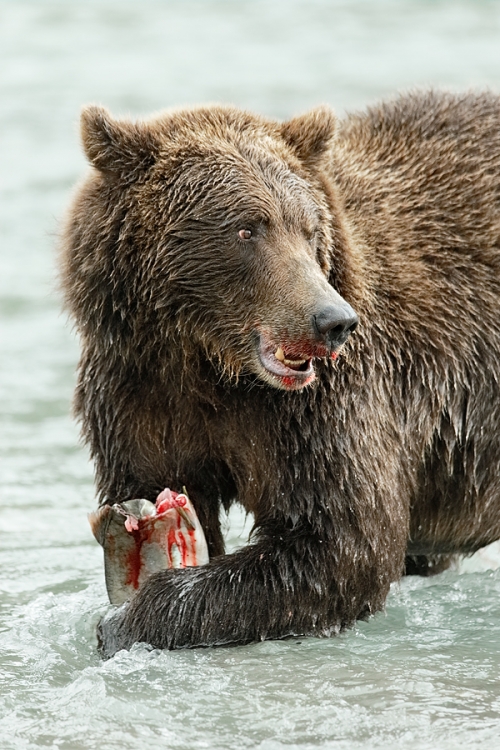 brown-bear-holding-slamon-lookiing-_y7o7993-geographic-harbor-katmai-national-park-ak