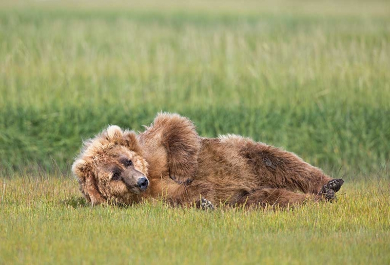 coastal-brown-bear-resting-curious-_a1c0010-hallo-bay-katmai-national-park-ak