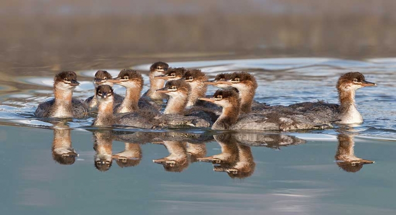 common-merganser-brood-_a1c0738-hallo-bay-katmai-national-park-ak