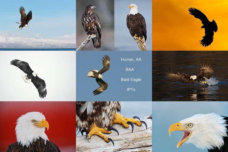 homer-bald-eagle-ipt-composite