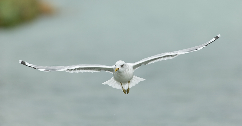 mew-gull-over-salmon-stream-_y7o8318-geographic-harbor-katmai-national-park-ak