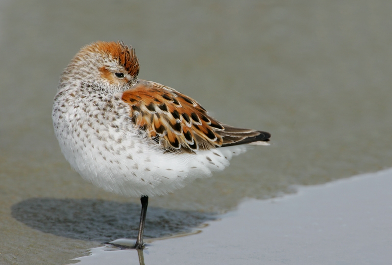 western-sandpiper-bright-breeding-2nd-bird-removed-plum-sleeping-_t9j9499-cordova-ak