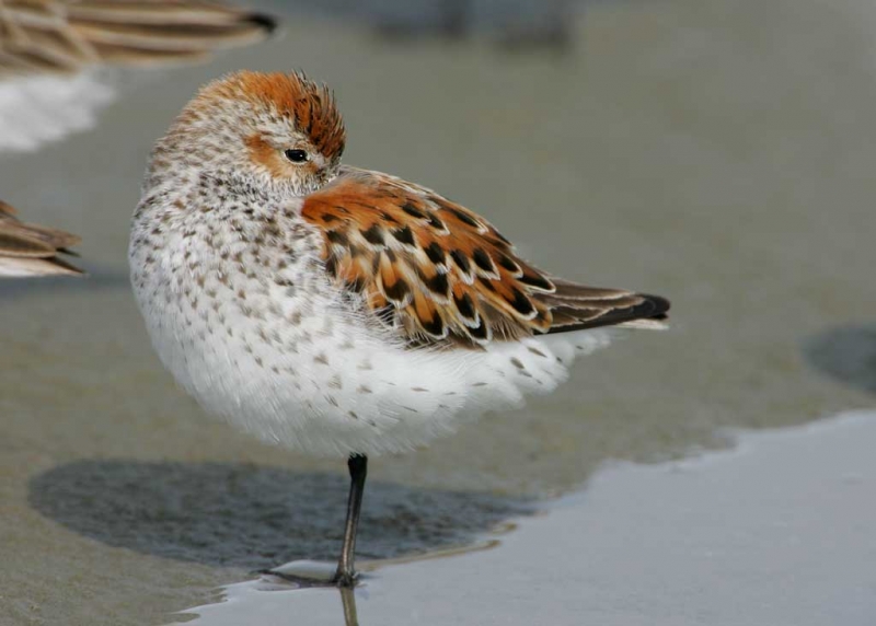 western-sandpiper-bright-breeding-plum-sleeping-_t9j9499-cordova-ak