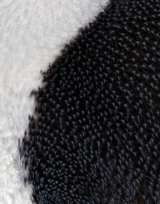 adelie-penguin-plumage-detail-bpn-_y9c8991-paulet-island-antarctica