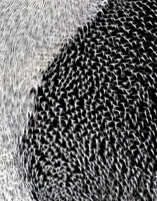 adelie-penguin-plumage-detail-fractalius-_y9c8991-paulet-island-antarctica-copy