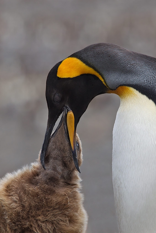 adult-king-penguin-feeding-chick-st-andrews-bay-south-georgia