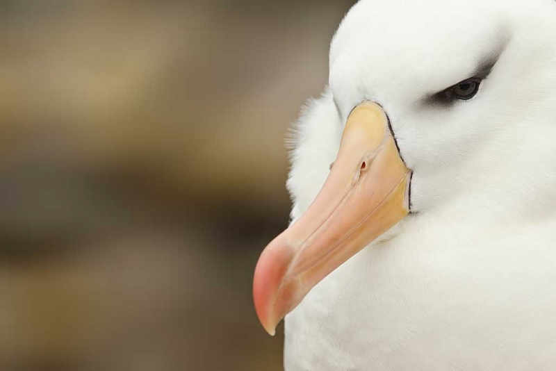 black-browed-albatorss-head-portrait-_y9c2707-new-island-falkland-islands