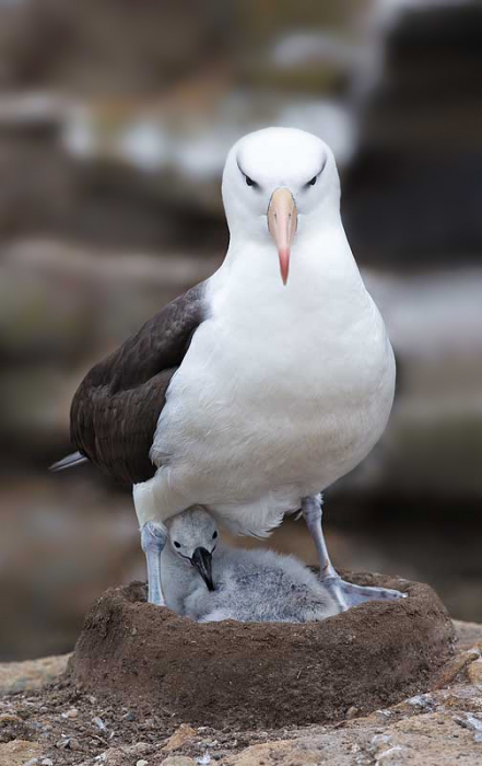 black-browed-albatross-bkgr-smoother-on-nest-with-chick-_w3c1192-new-island-falkland-islands