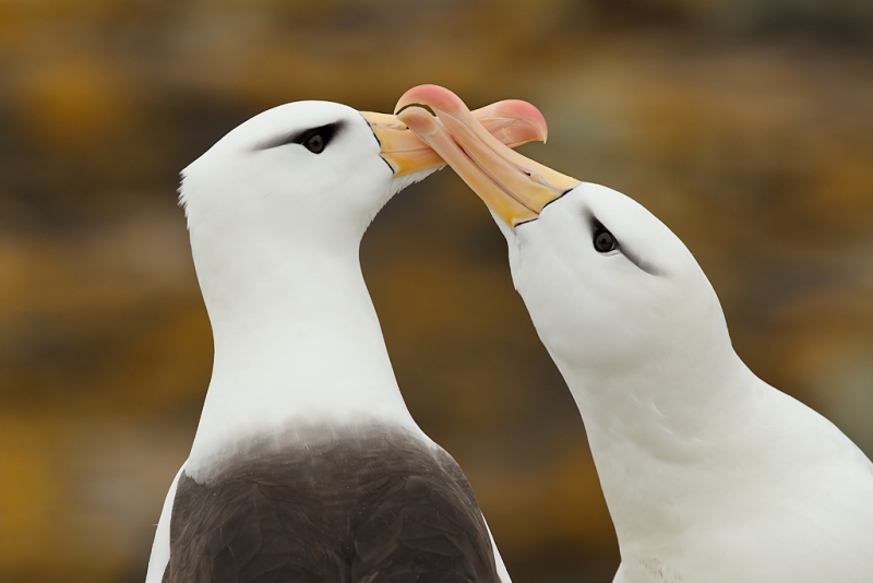 black-browed-albatross-courting-pair-larger-_y9c2748-new-island-falkland-islands